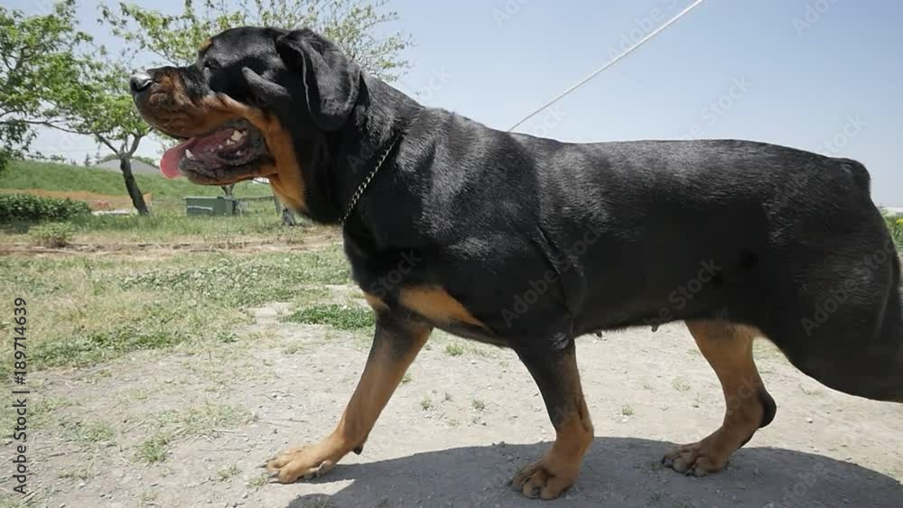 Take the dog for a walk (Rottweiler) Take the dog for a walk (Rottweiler)