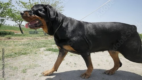 Take the dog for a walk (Rottweiler)