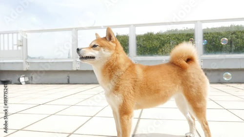 Dog playing outside (Shiba Inu)