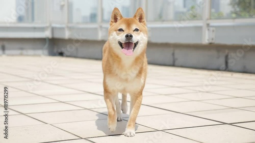 Dog playing outside (Shiba Inu)