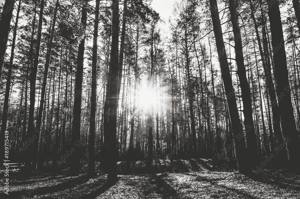Obraz premium Sunrise in a pine forest in the autumn. Monochrome photo