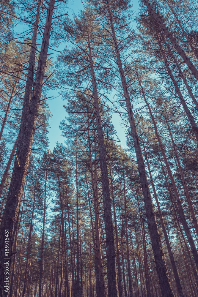 Fototapeta premium Pine forest in the autumn