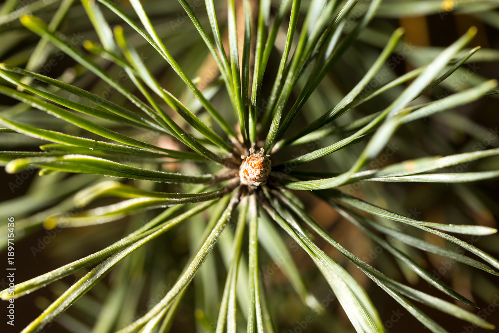 Needles on a pine in the winter Needles on a pine in the winter
