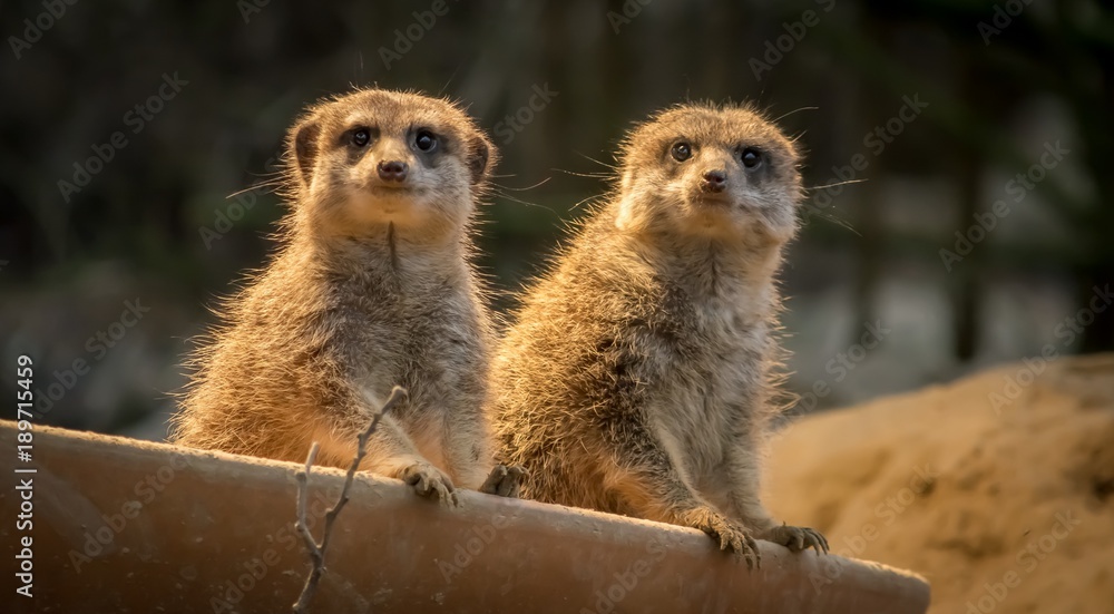 Fototapeta premium Erdmännchen