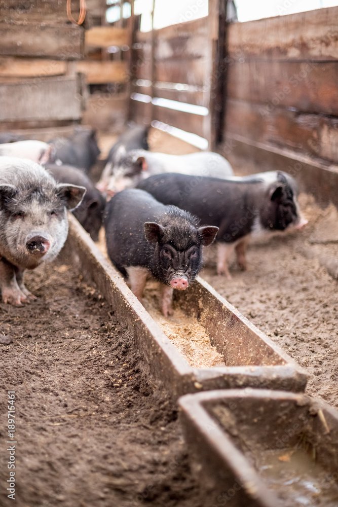 Small pigs eat from a wooden trough Small pigs eat from a wooden trough