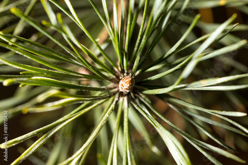 Needles on a pine in the winter