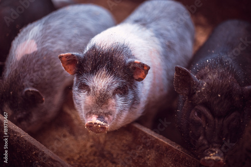 Photography Small pigs eat from a wooden trough