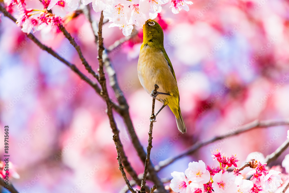 The Japanese White-eye.The background is cherry blossoms(Japanese name Kanzakura). Located in Tokyo Prefecture Japan. The Japanese White-eye.The background is cherry blossoms(Japanese name Kanzakura). Located in Tokyo Prefecture Japan.
