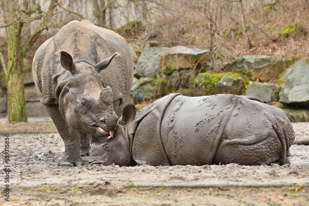 Obraz premium Indian rhinoceros mother with a baby in the beautiful nature looking habitat. One horned rhino. Endangered species. The biggest kind of rhinoceros on the earth.