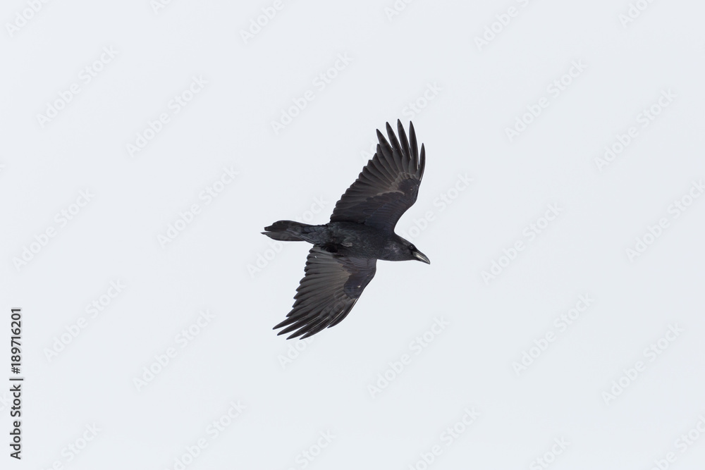 Obraz premium isolated northern raven (Corvus corax) in flight