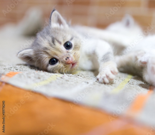 Fototapeta Naklejka Na Ścianę i Meble -  Portrait of a small kitten