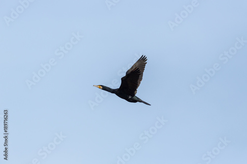 portrait great cormorant bird  phalacrocorax carbo  flying  blue sky