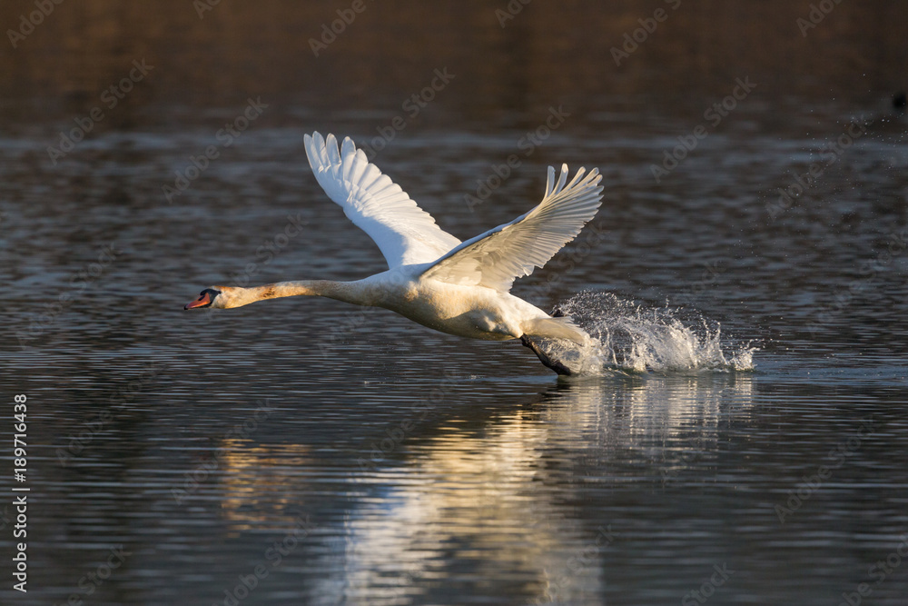 Naklejka premium mute swan bird (cygnus olor) running, water surface, take off