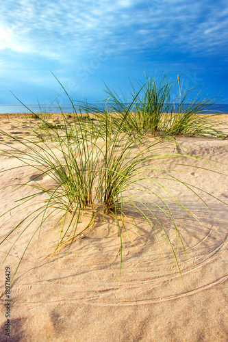 Green grass on Baltic sea beach.