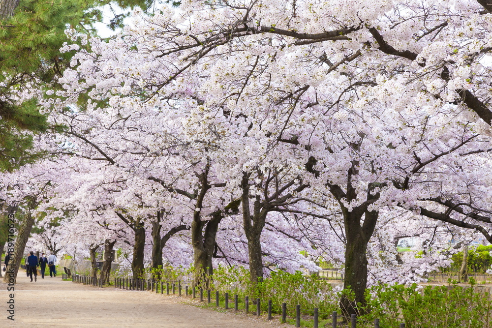 満開の桜;兵庫県西宮市夙川公園にて