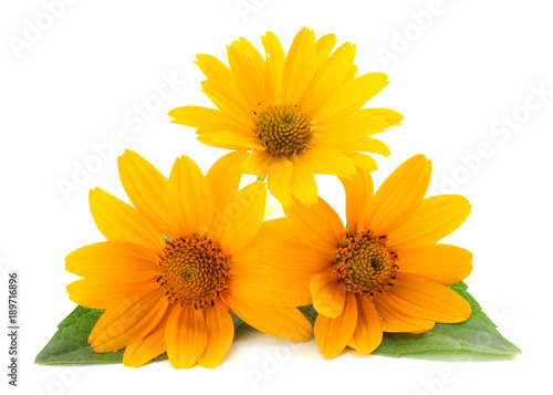 marigold flowers with green leaf isolated on white background ( calendula flower )