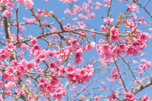 Sakura blooming background.