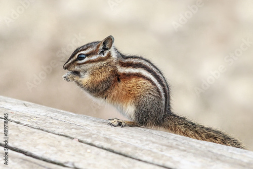 Little Least Chipmunk Nibbling