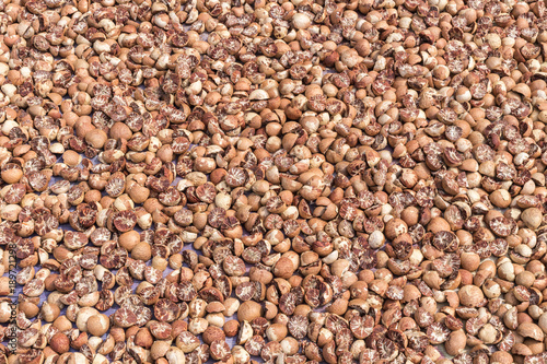 Betel nut or areca nut drying on the floor in the sun