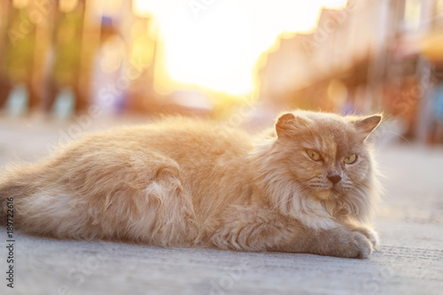 Cat laying on the ground in the park with sunset and lens flare effect
