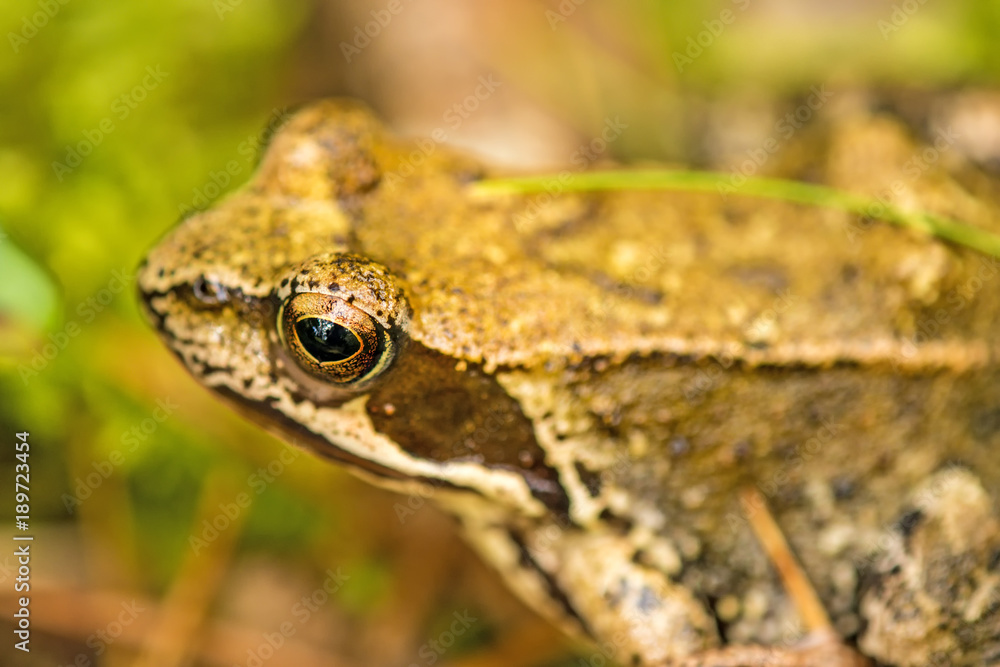 Springfrosch, Rana dalmatina, in einem Wald in Polen Springfrosch, Rana dalmatina, in einem Wald in Polen