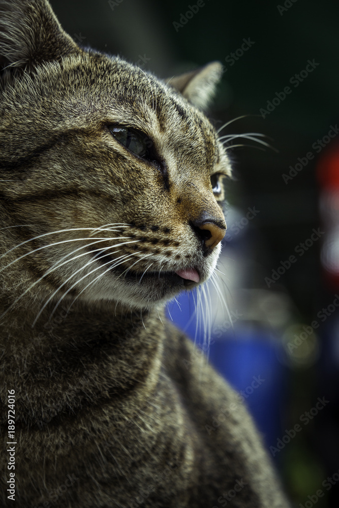 The street cat in relax time. The street cat in relax time.