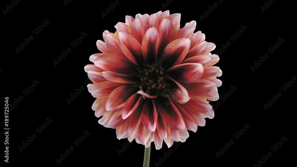 Time-lapse of dying red-white dahlia 1c4 in 4K PNG+ format with ALPHA transparency channel isolated on black background
Time-lapse of dying red-white dahlia 1c4 in 4K PNG+ format with ALPHA transparency channel isolated on black background