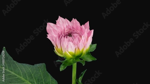 Time-lapse of blooming pink dahlia (georgine) flower 3x6 in Digital Cinema Imaging 2K PNG+ format with ALPHA transparency channel isolated on black background.
 photo