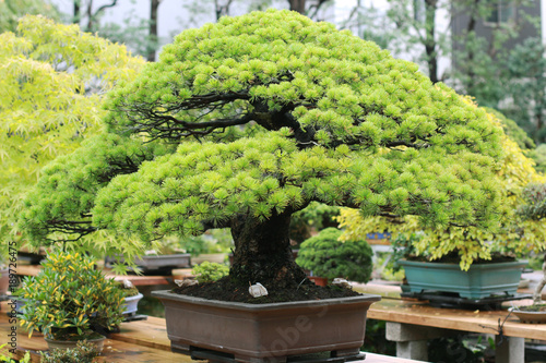 Beautiful bonsai tree in Japanese garden