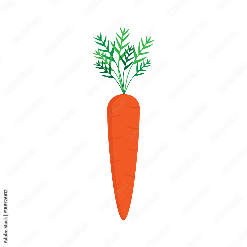 Carrot vector graphic illustration, isolated on white background. Sweet orange carrot vegetable with green leaves. Carrot vector graphic illustration, isolated on white background. Sweet orange carrot vegetable with green leaves.