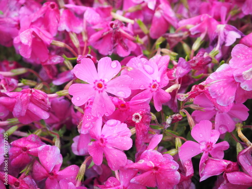 pinkmoss flower japan photography OLYMPUS DIGITAL CAMERA