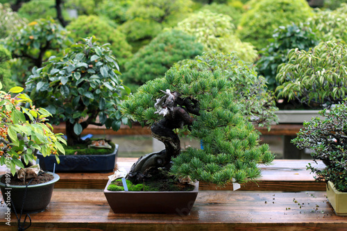 Beautiful bonsai tree in Japanese garden photo