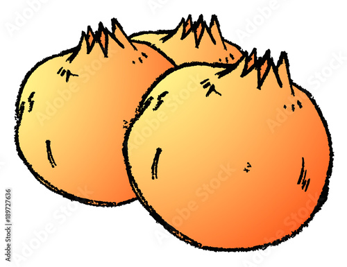 pomegranate illustration