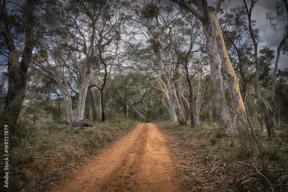Bush track Bush track
