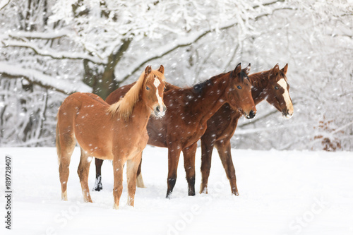 Cute foals on snow-covered meadow © castenoid