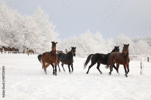 Horses are galloping on snow-covered meadow © castenoid