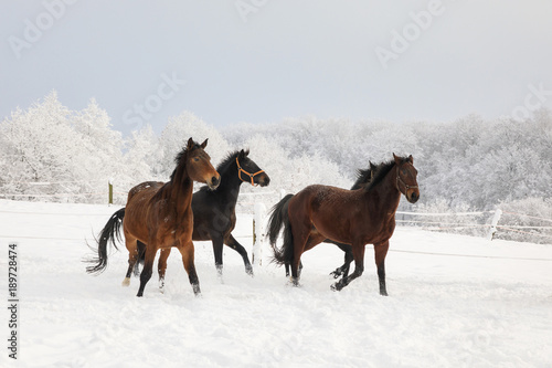 Horses are galloping on snow-covered meadow © castenoid