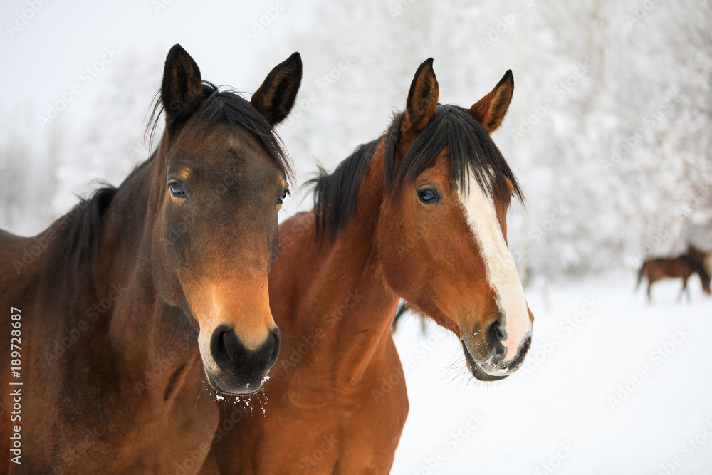 Fototapeta premium Two horses on the snowy meadow