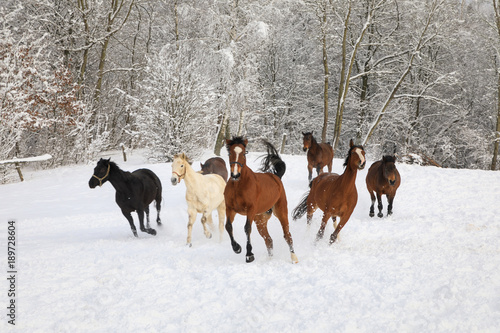 Horses are galloping on snow-covered meadow