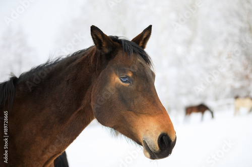 The horse portrait at winter