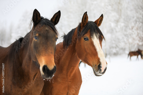 Two horses on the snowy meadow © castenoid