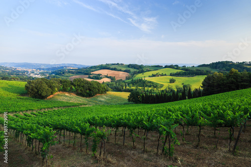 Tuscany vineyard landscape in summer. Italy