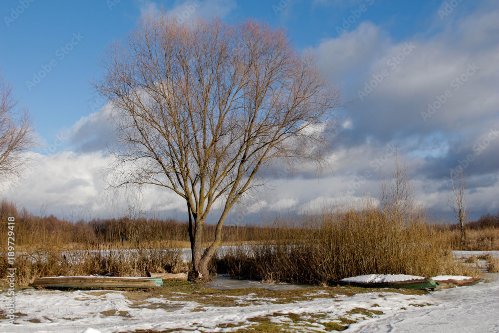 landscape of a lonely tree against a background of winter nature landscape of a lonely tree against a background of winter nature