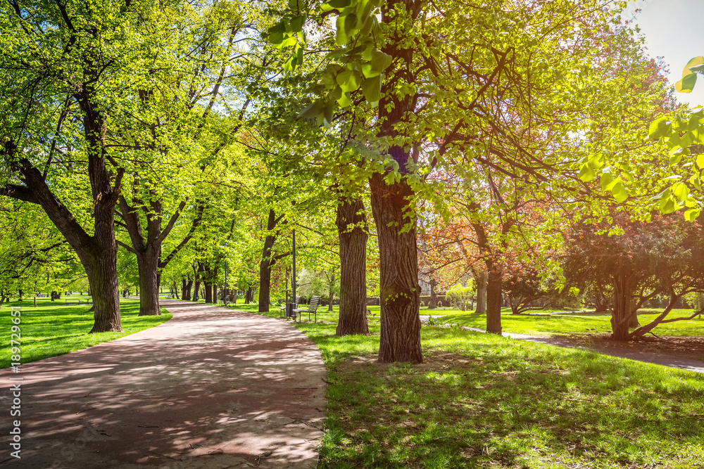Park in the spring with green lawn, sun light. Stone pathway in a green park Park in the spring with green lawn, sun light. Stone pathway in a green park