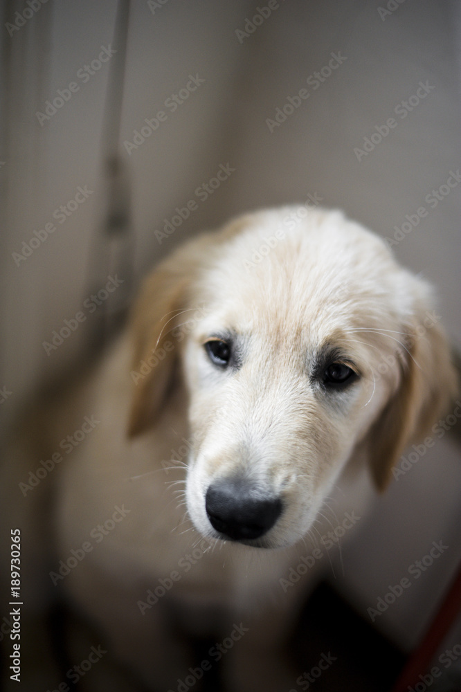 portrait of golden retriever puppy dog