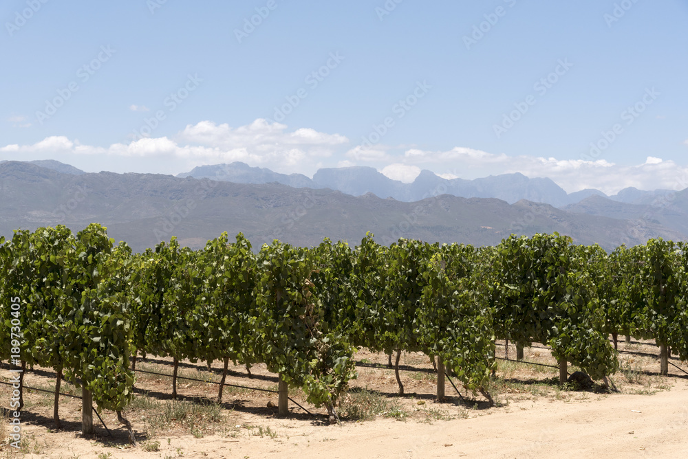 Simondium near Paarl Western Cape South Africa. Circa 2017. Vineyard of the Babylonstoren wine estate.