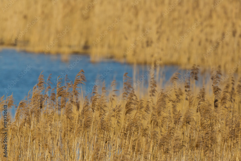 panicles and ears in reed belt with blue water panicles and ears in reed belt with blue water