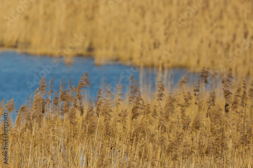 panicles and ears in reed belt with blue water