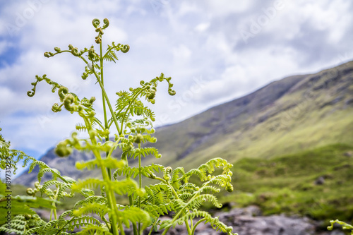Curly fern in the scottish highlands photo