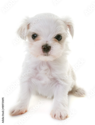 puppy maltese dog